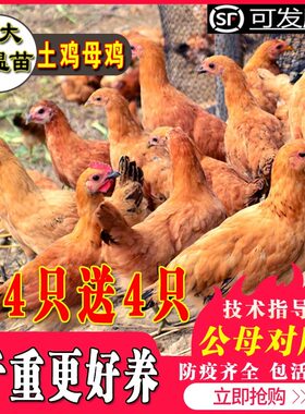 纯种土鸡苗小鸡活苗蛋鸡活苗包邮