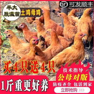 鸡活苗土鸡活苗柴鸡草鸡活小鸡产蛋王鸡苗下蛋鸡鸡活苗脱温苗包邮