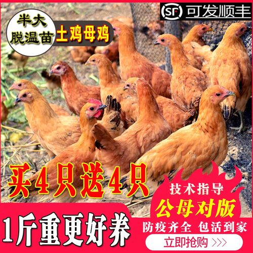 纯种土鸡苗小鸡活苗蛋鸡活苗包邮