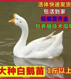 纯种三花鹅小鹅活苗半大脱温鹅苗