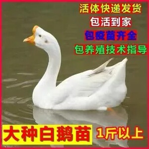 纯种三花鹅小鹅活苗半大脱温鹅苗
