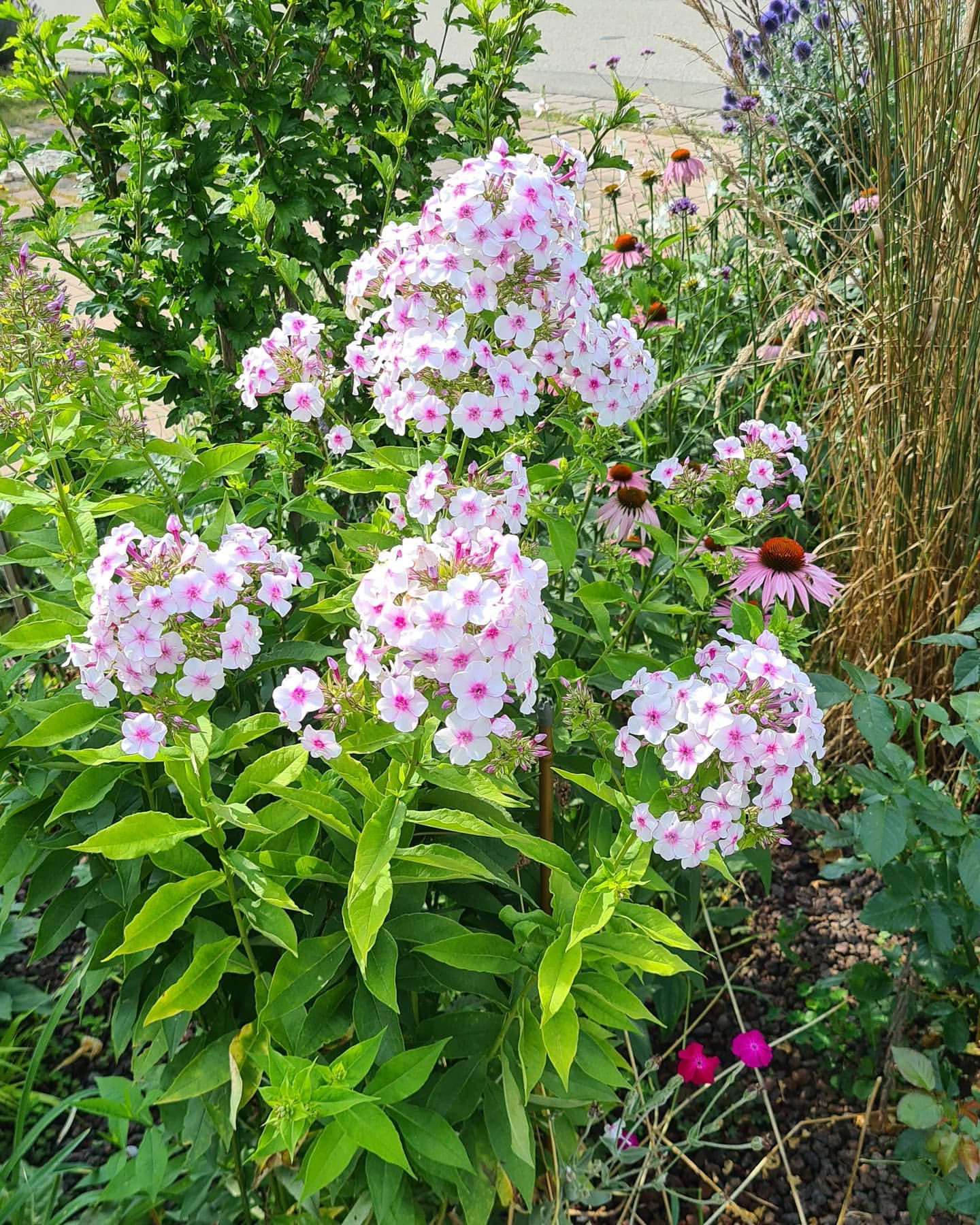 云川花满园宿根福禄考系列盆栽苗多年生开花耐寒哟庭院阳台花卉