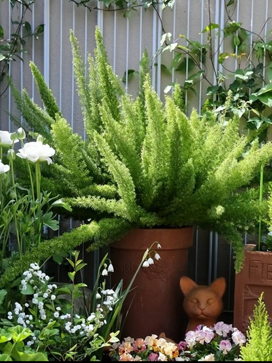 狐尾天门冬2加仑盆多年生庭院花园常绿观叶绿植盆栽苗特价免邮