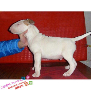 纯种牛头梗幼犬活体子弹头迷你短毛赛级血统牛头梗犬狗狗家养g