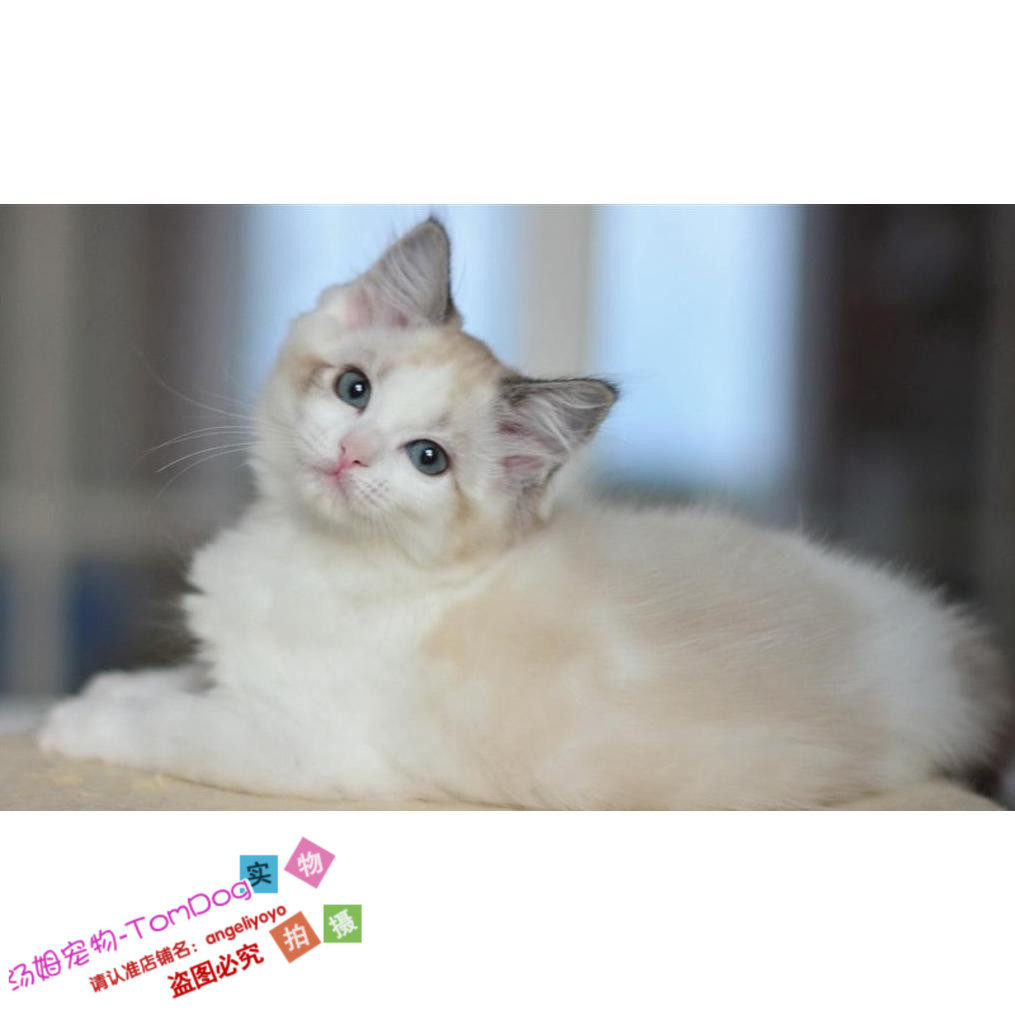 海豹蓝双色布偶猫八字脸活体猫咪CFA证书布偶猫幼猫活体宠物猫g
