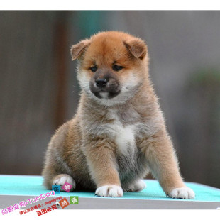纯种日系柴犬狗狗赤色棕色短毛日本柴犬幼犬活体赛级双血统进口g
