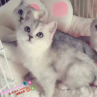 英短银渐层猫活体纯种苏格兰折耳猫宠物猫幼猫家活猫幼崽小猫g