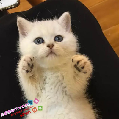 出售纯种立耳活体渐层英国短毛猫