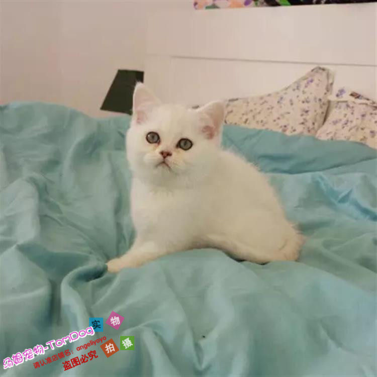 英短渐层宠物猫活体英国短毛小猫幼猫家养活猫纯种银渐层g