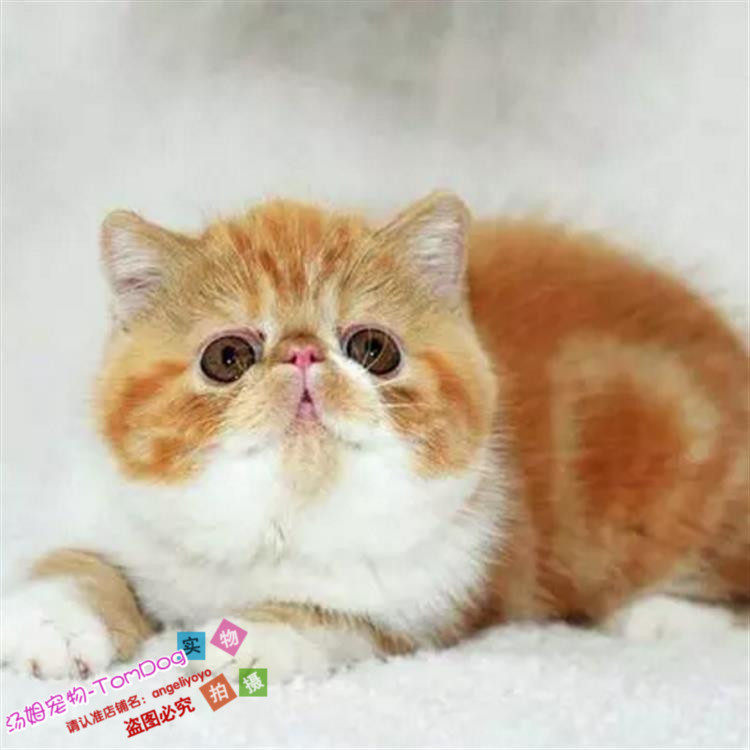 加菲猫活体幼猫异国短毛猫活体纯种短毛猫家养宠物猫加菲猫活体g,宠物/宠物食品及用品,猫咪,淘宝优惠券,粉丝福利购,淘宝优惠卷