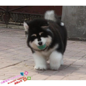 纯种活体巨型阿拉斯加雪橇犬幼犬烟灰色桃脸熊版巨大阿拉斯加g4g