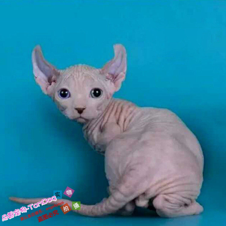 纯种家养宠物猫活体小猫咪加拿大无毛猫幼猫斯芬克斯猫无毛猫g