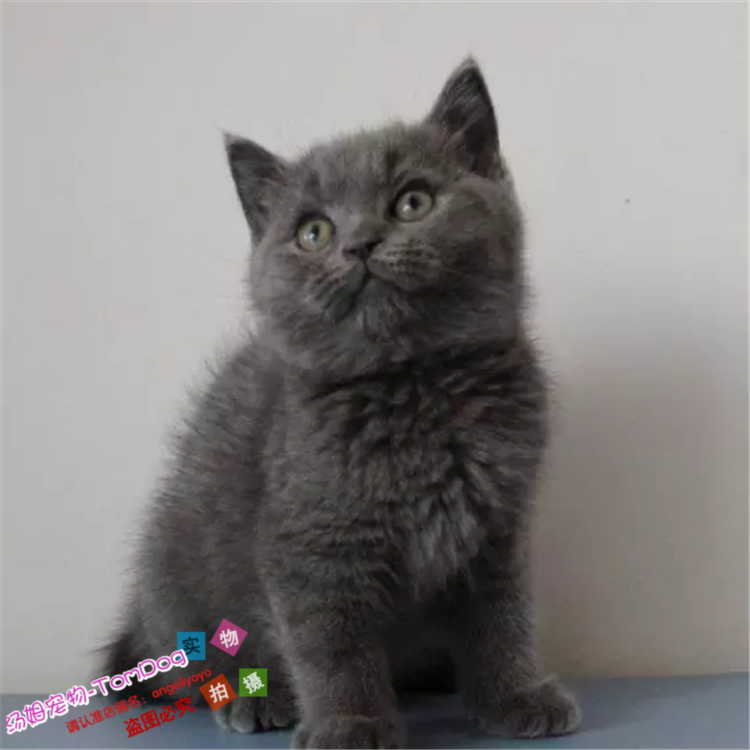 出售宠物猫英国短毛猫英短蓝猫活体折耳立耳幼猫纯种家养小猫g,宠物/宠物食品及用品,猫咪,淘宝优惠券,粉丝福利购,淘宝优惠卷