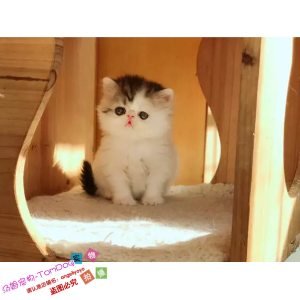 阿华猫舍加菲猫宠物猫咪异国短毛猫家养纯种幼猫活体加菲宠物猫g,宠物/宠物食品及用品,猫咪,淘宝优惠券,粉丝福利购,淘宝优惠卷