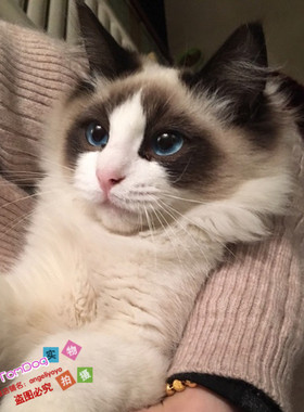 布偶猫宠物猫纯种活体家养幼猫幼崽布偶猫幼猫海豹双色小猫咪g