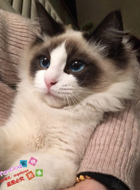 纯种活体幼崽海豹双色小猫咪