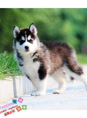 黑色纯种哈士奇幼犬雪橇犬狗狗宠物狗幼犬活体全国空运驱虫疫苗g