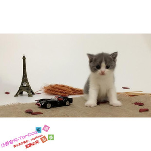 赛级家养繁殖蓝猫活体纯种幼猫宠物猫英国短毛猫蓝白英短猫幼猫g