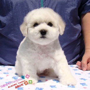 出售法国纯种比熊幼犬迷你小体比熊犬茶杯犬小型犬宠物狗狗BX8g