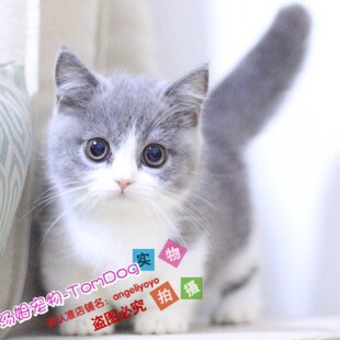 赛级曼基康矮脚猫拿破仑短腿猫咪幼崽宠物活体幼猫小奶猫纯种猫g