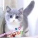 赛级曼基康矮脚猫拿破仑短腿猫咪幼崽宠物活体幼猫小奶猫纯种猫g