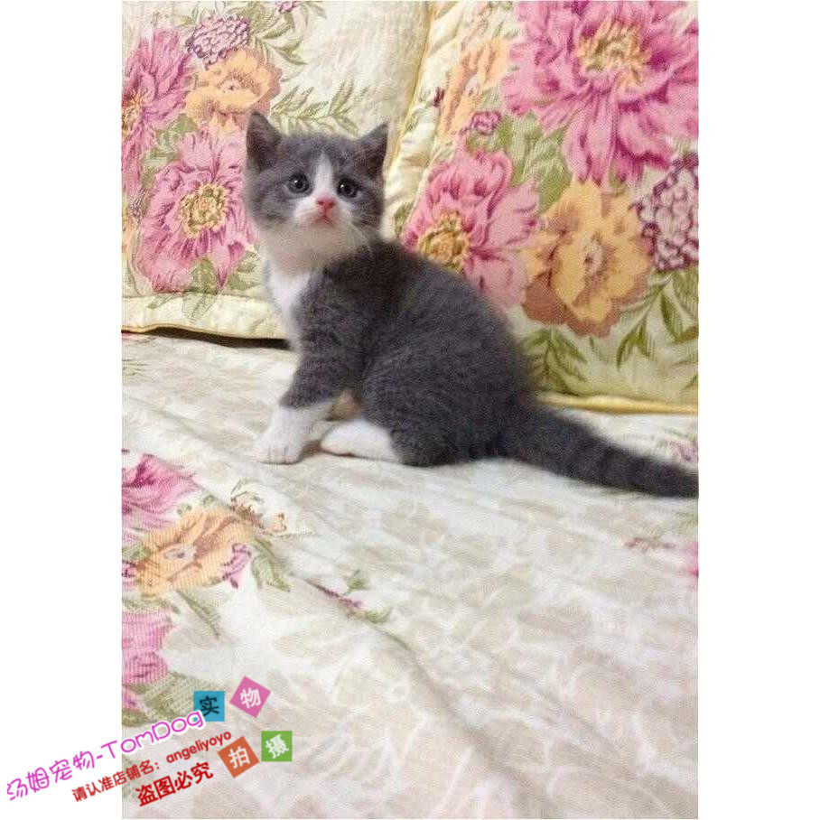 个人家养纯种猫英短蓝白活体幼猫正八字脸英国短毛猫小猫宠物猫g