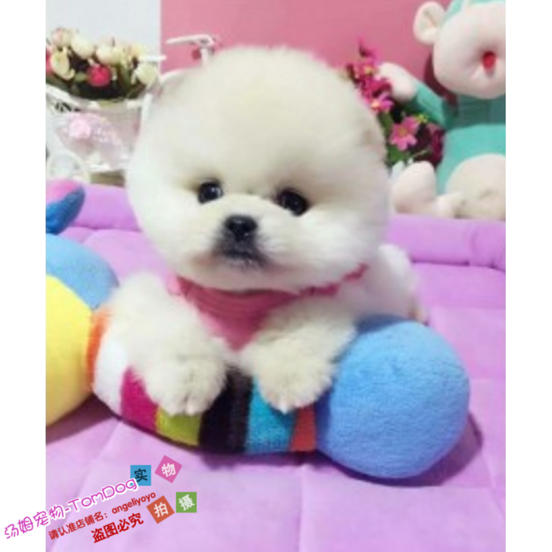 活体家养纯种博美幼犬长不大袖珍犬迷你狐狸宠物狗可上门挑g,宠物/宠物食品及用品,狗狗,淘宝优惠券,粉丝福利购,淘宝优惠卷