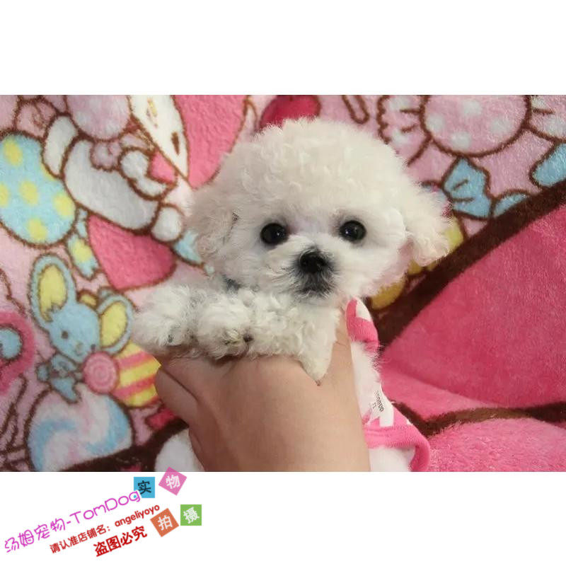 圣诞节礼物送女友家养纯种泰迪犬幼犬活体宠物白色贵宾犬贵妇狗g