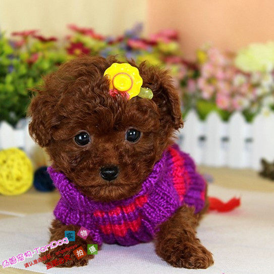 包邮微小泰迪幼犬红色茶杯贵宾犬泰迪熊玩具犬送后期疫苗g