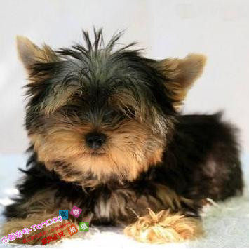 大毛量小型约克夏幼犬狗狗城市家养室内宠物小狗约克夏活体g,宠物/宠物食品及用品,狗狗,淘宝优惠券,粉丝福利购,淘宝优惠卷