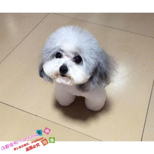 赛级红泰迪幼犬茶杯长不大的泰迪狗玩具型迷你赛级灰色贵宾80g