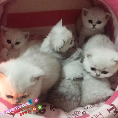 纯种活体渐层英国短毛猫