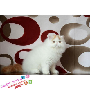 纯种出售宠物猫咪波斯猫异国长毛猫家养波斯猫幼猫活体红白弟弟g