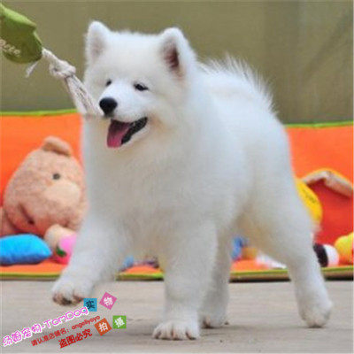 出售萨摩耶幼犬出售纯种微笑天使狼版熊版萨摩耶犬活体宠物狗狗g,宠物/宠物食品及用品,狗狗,淘宝优惠券,粉丝福利购,淘宝优惠卷