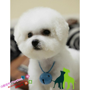 家养纯种赛级小体迷你型比熊犬幼犬活体宠物狗包健康g