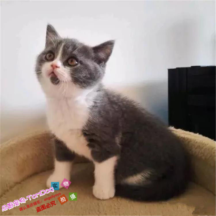 出售蓝白八字脸英短宠物猫纯种英国短毛猫英短蓝白立耳活体幼猫g