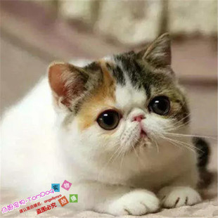 纯种活体宠物猫加菲猫异国短毛猫幼猫大脸猫加菲幼猫活体家养g