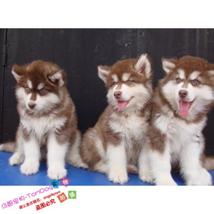 家养阿拉斯加雪橇犬幼犬活体宠物狗狗公母驱虫疫苗齐血统纯正g