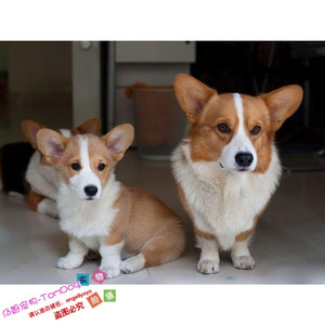 赛级包邮双血统威尔士柯基犬幼犬活体宠物狗肥肥的小短腿健康g