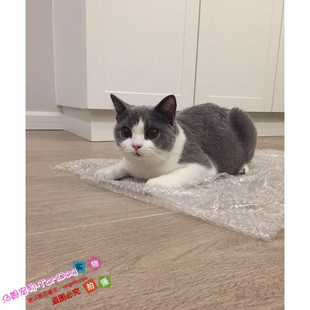 赛级英短蓝白猫蓝白双色英短猫活体幼猫纯种家养英国短毛猫幼猫g