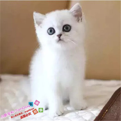 自家养纯种英国短毛渐层立耳公猫