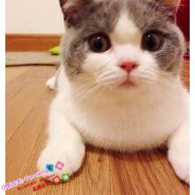 出售宠物猫咪活体英短猫加菲猫折耳猫暹罗猫蓝猫波斯猫幼猫活体g