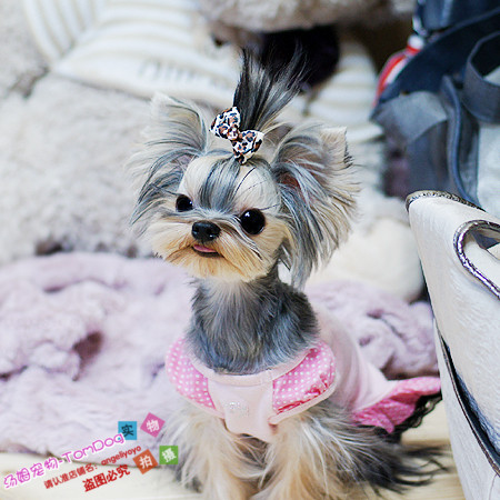 茶杯犬纯种约克夏约克夏幼犬赛级约克夏小体约克夏幼犬L006g,宠物/宠物食品及用品,狗狗,淘宝优惠券,粉丝福利购,淘宝优惠卷