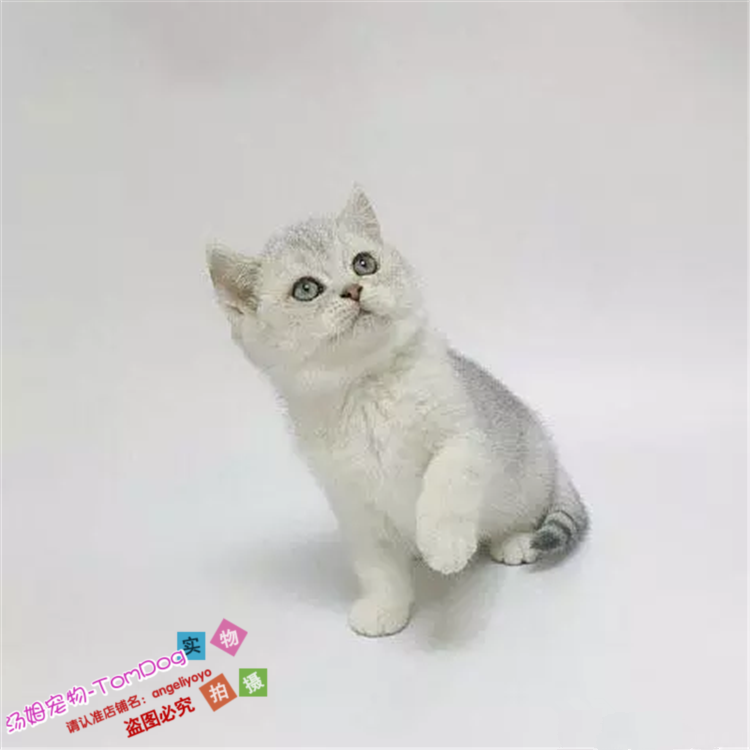 出售英短银渐层英国短毛猫家养活体幼猫宠物猫绿眼渐层纯种g