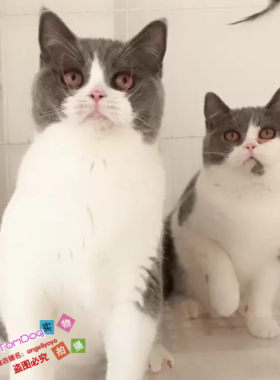 纯种蓝白立耳活体英国短毛猫