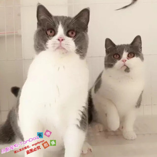 英短蓝白猫宠物猫纯种英国短毛猫英短蓝白立耳折耳活体幼猫g