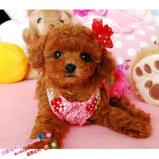 赛级红泰迪幼犬茶杯长不大的泰迪狗玩具型迷你赛级灰色贵宾19g