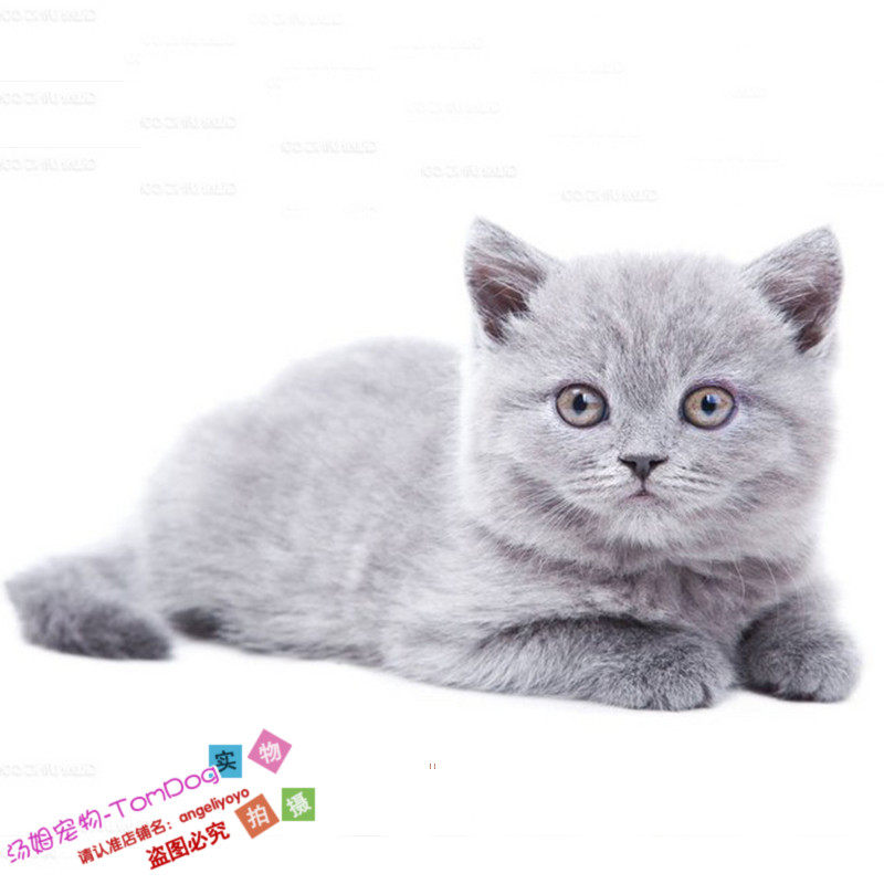 赛级宠物小猫咪纯种英国短毛猫英短蓝猫立耳折耳活体幼猫幼崽o