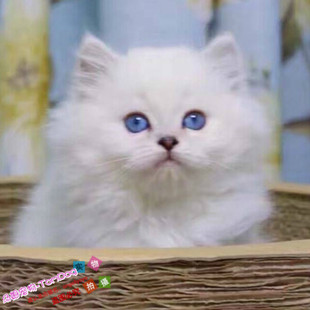 金吉拉猫活体幼猫崽长毛猫咪波斯猫纯种宠物猫绿眼云系渐层白色g