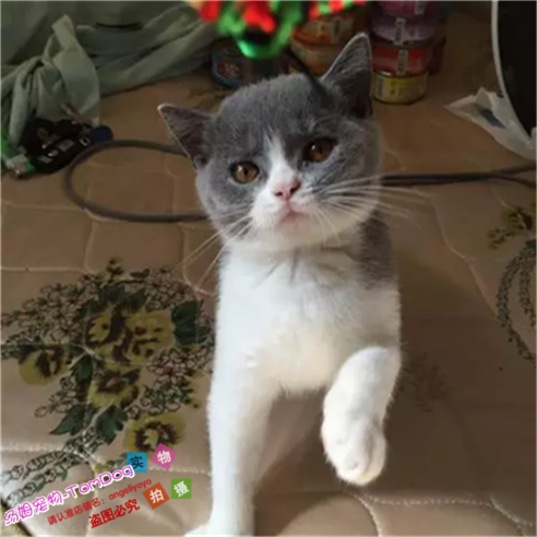 英短蓝猫宠物猫活体英国短毛猫幼猫蓝白家养活体纯种正八子脸e
